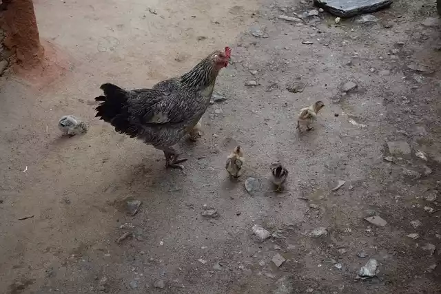 Smaki Miasta: Lokalne Restauracje w Betonowym Krajobrazie